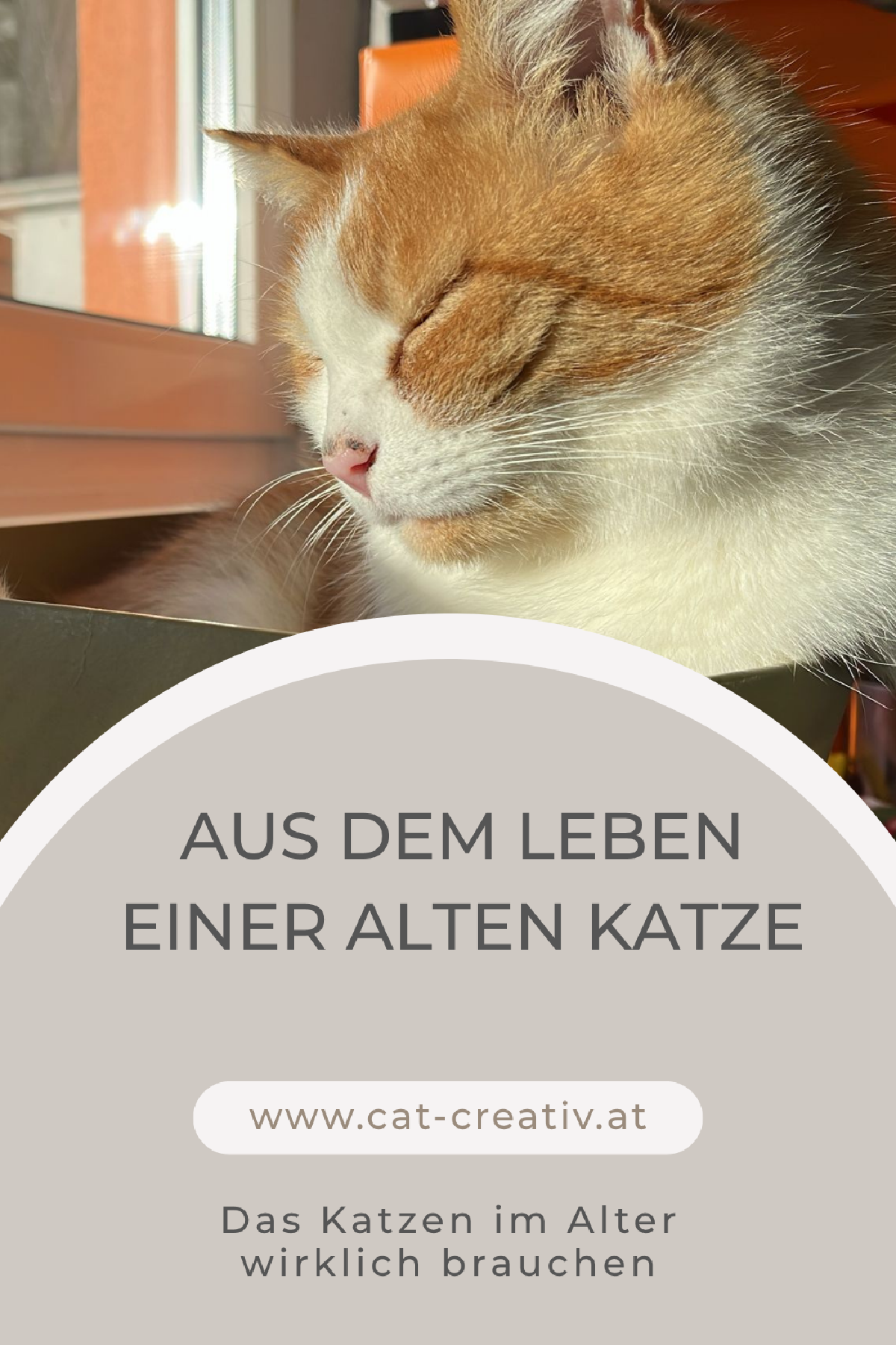 Cat-Creativ: Blog zum Thema ältere Katzen